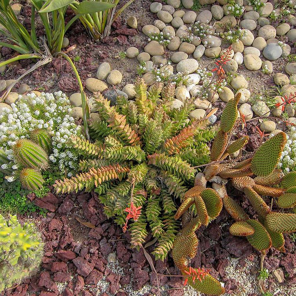Aloe juvenna Aloe juvenna