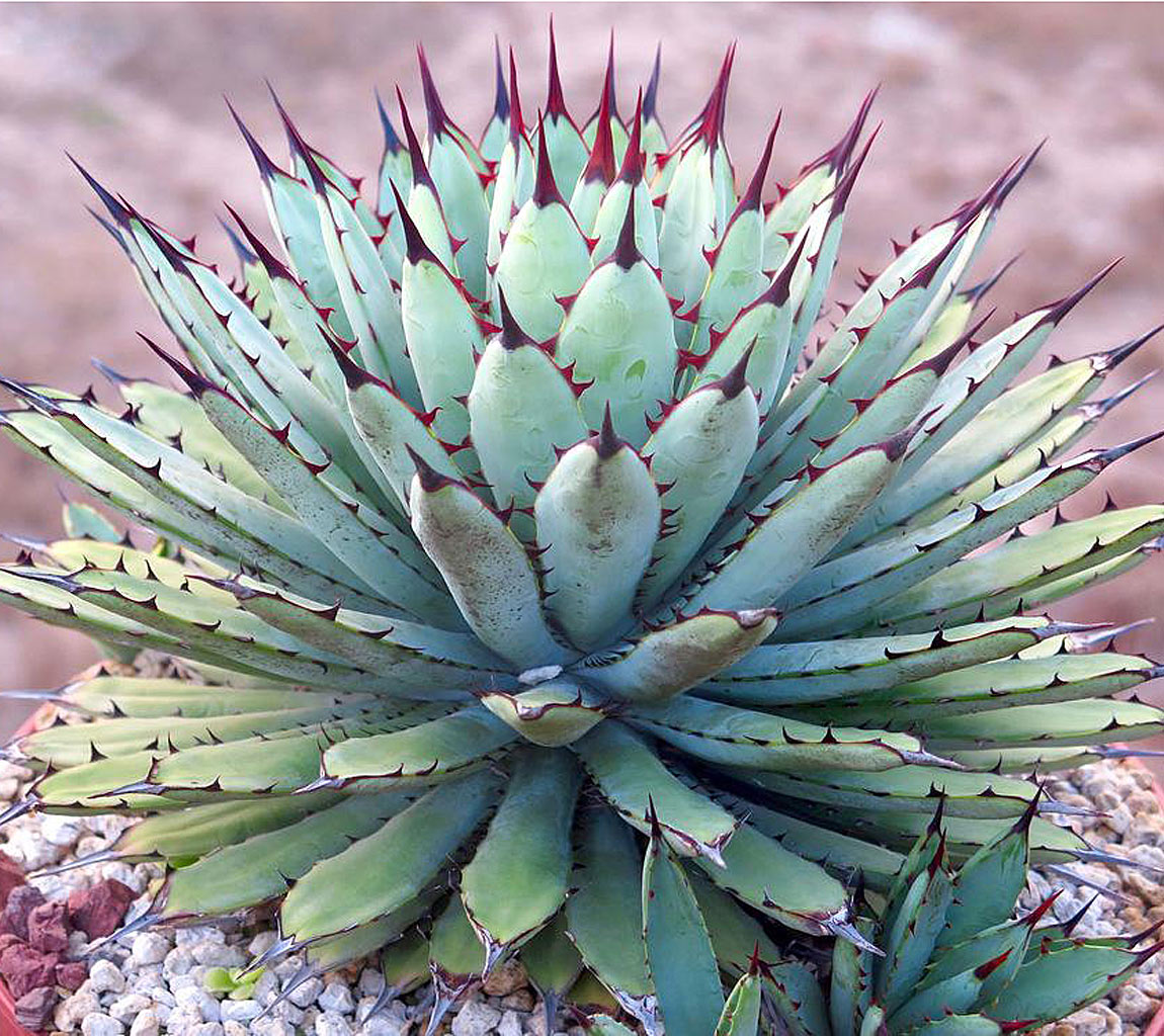 Black-Spined Agave (Agave macroacantha) Black-Spined Agave (Agave macroacantha)