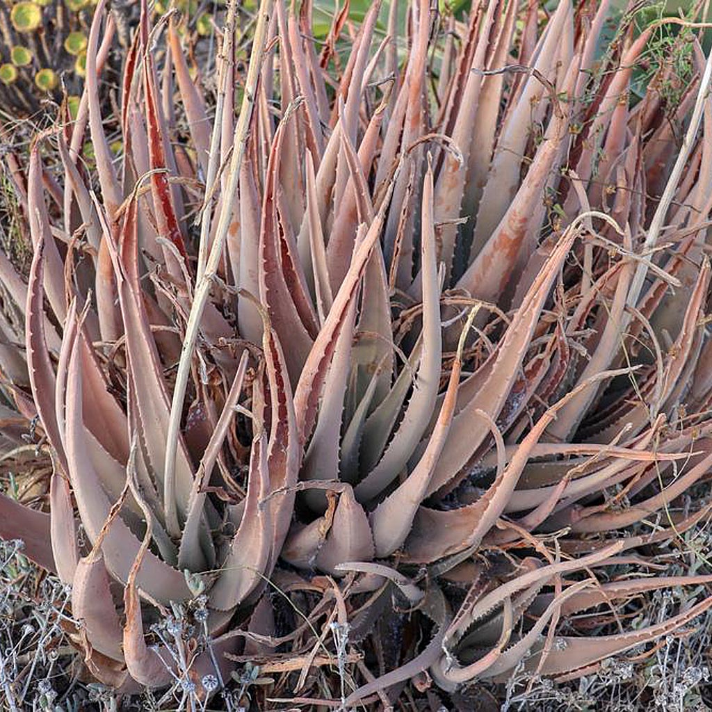 Aloe vera Aloe vera