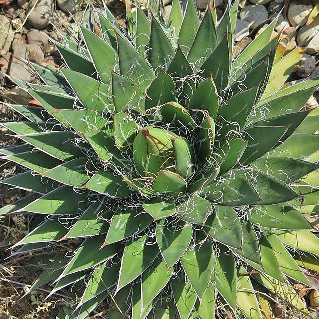Thread Agave (A. schidigera) Thread Agave (A. schidigera)