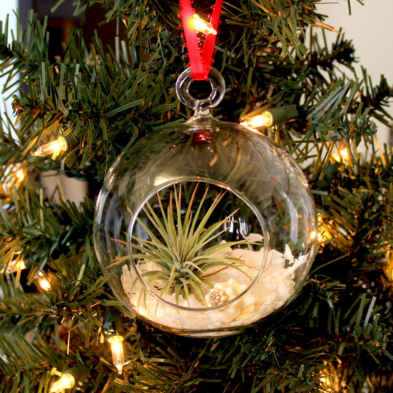 Easy air plant ornament