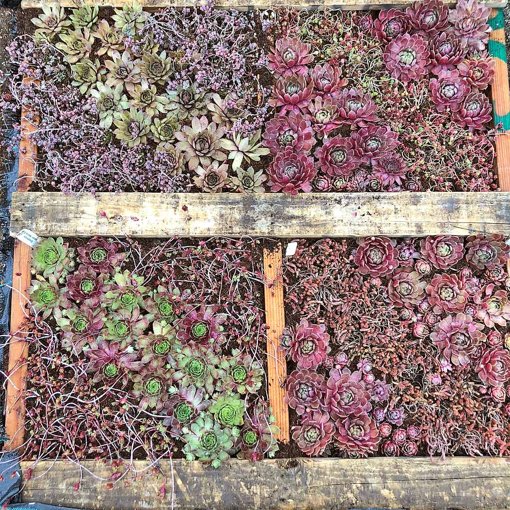 DIY pallet planter in April