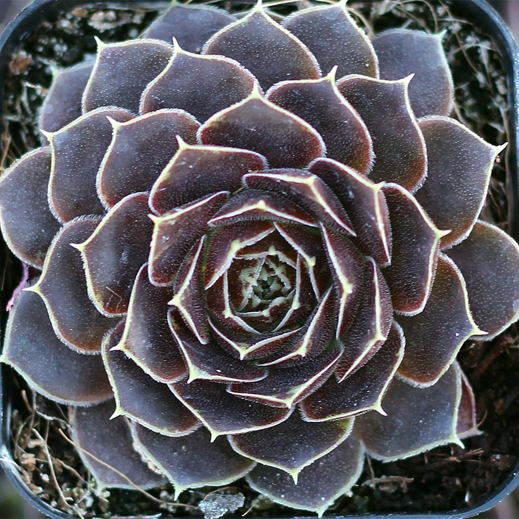 Sempervivum heuffelii 'Artemis'