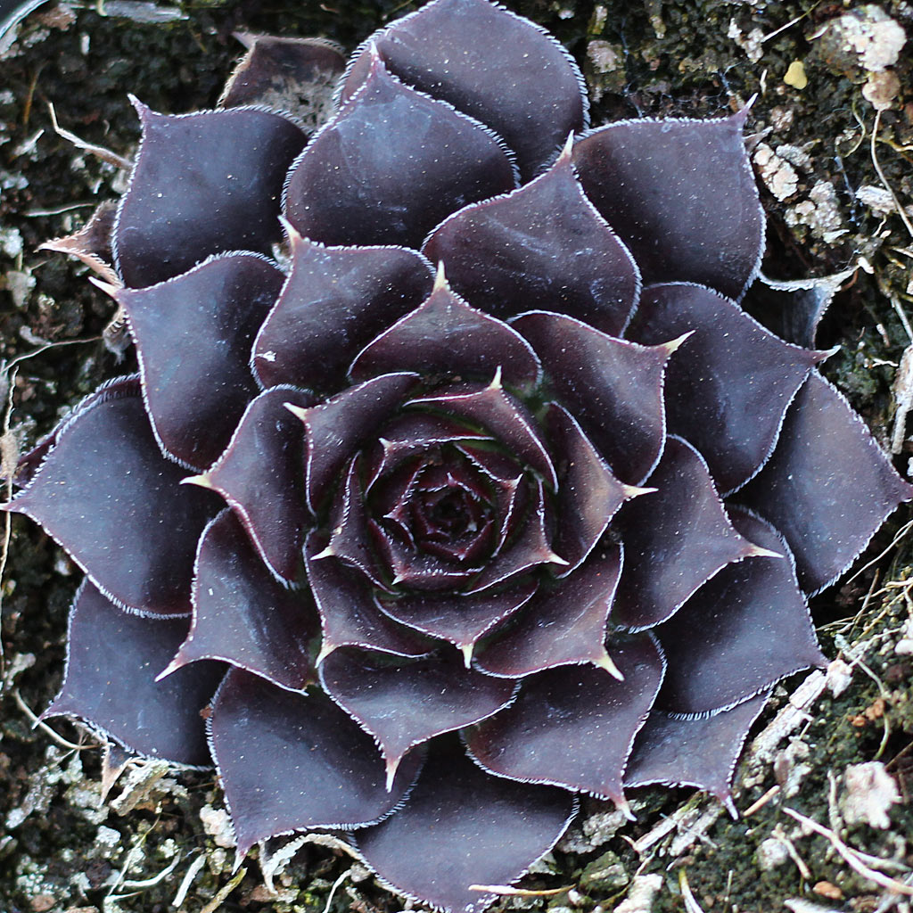 Sempervivum heuffelii 'Bora'