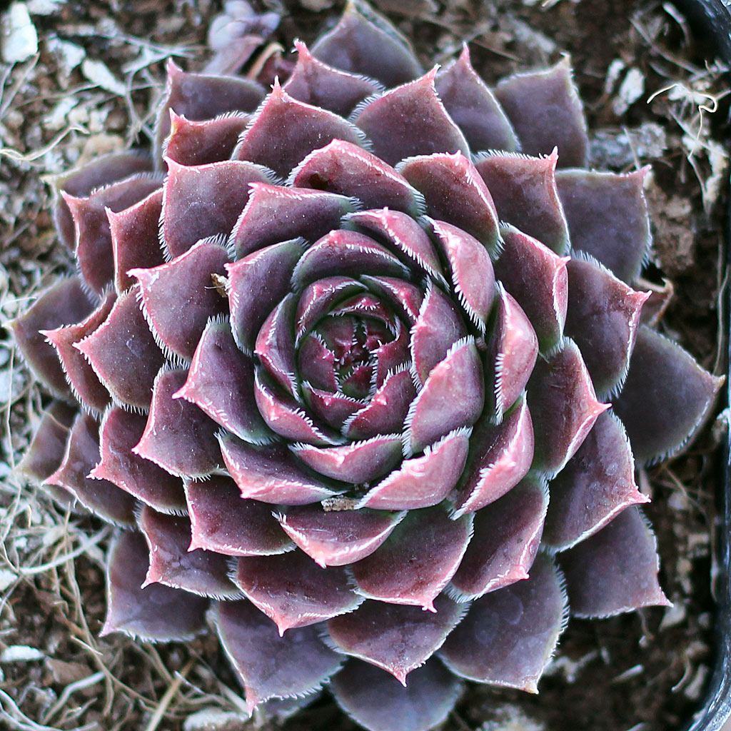 Sempervivum heuffelii 'Jowan'