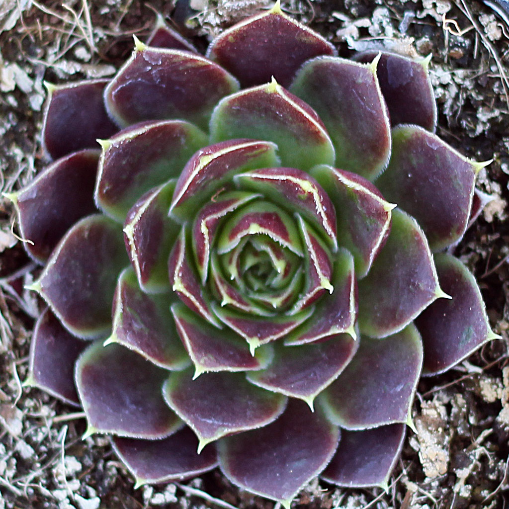 Sempervivum heuffelii 'Tan'