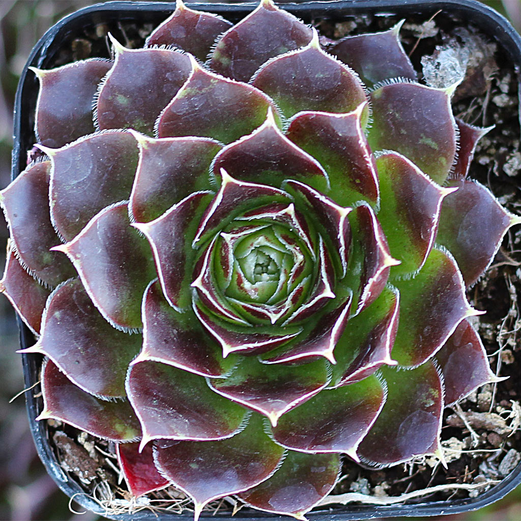 Sempervivum heuffelii 'Torrid Zone'