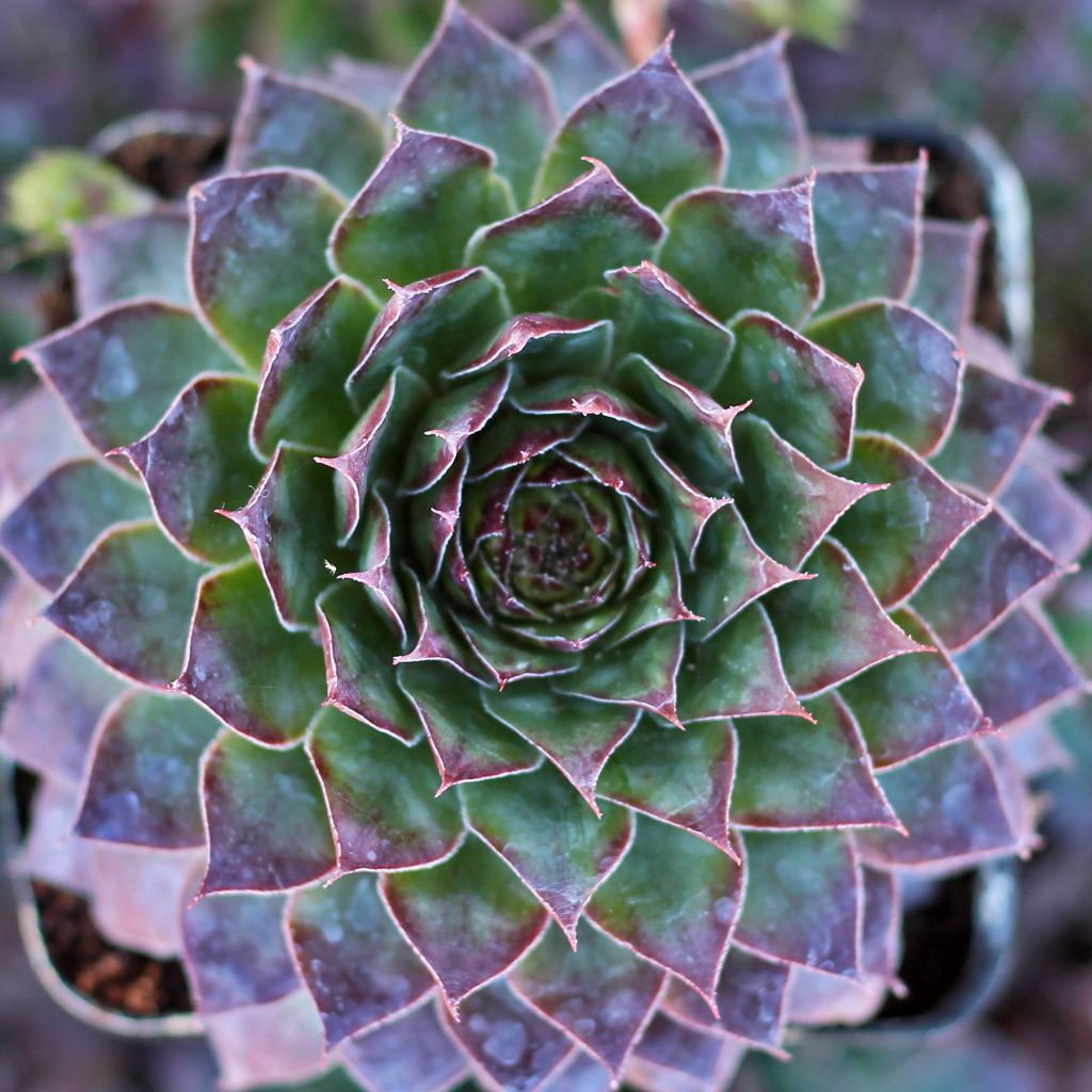 Sempervivum 'Black'