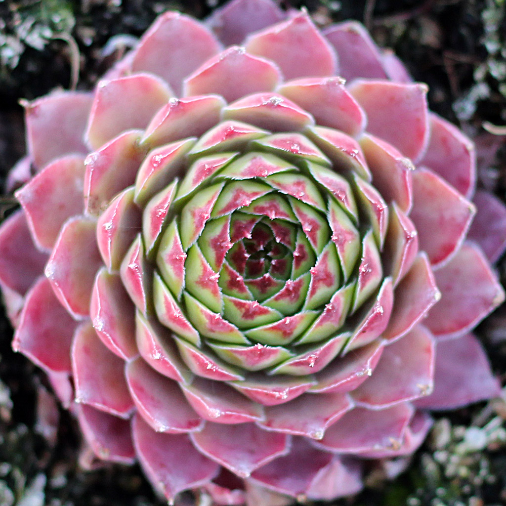 Sempervivum 'Dallas'