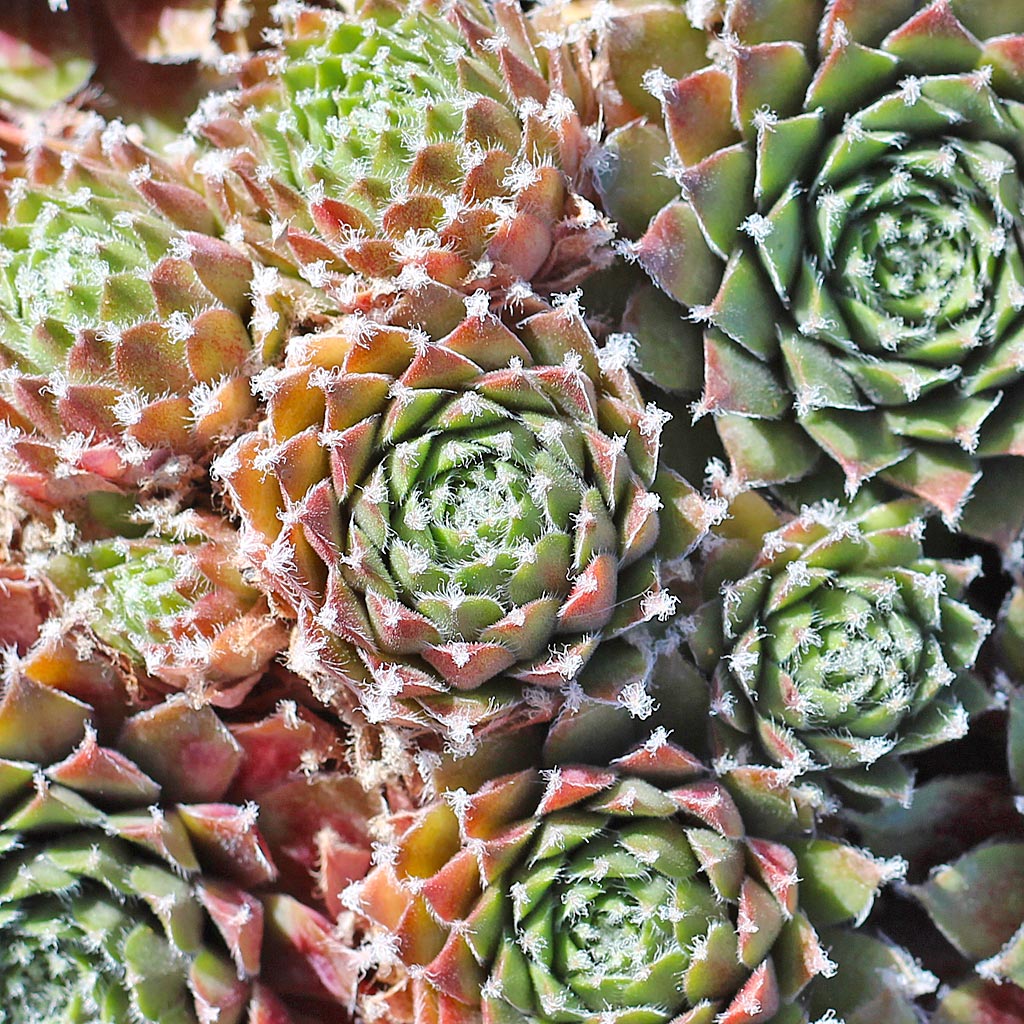Sempervivum 'Jade Rose'