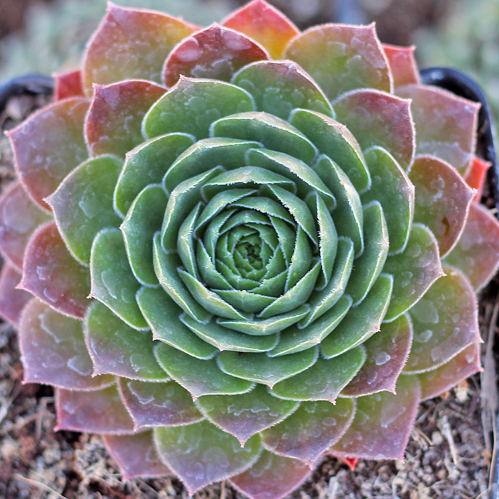 Sempervivum 'Olivette'