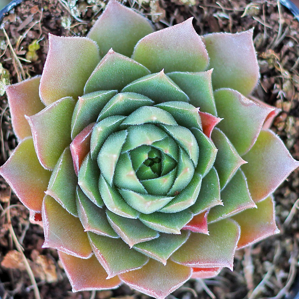 Sempervivum 'Unicorn'