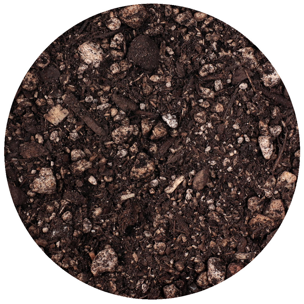 A gritty cactus soil mix