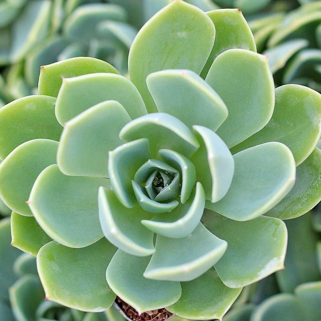 Echeveria 'Blue Atoll'