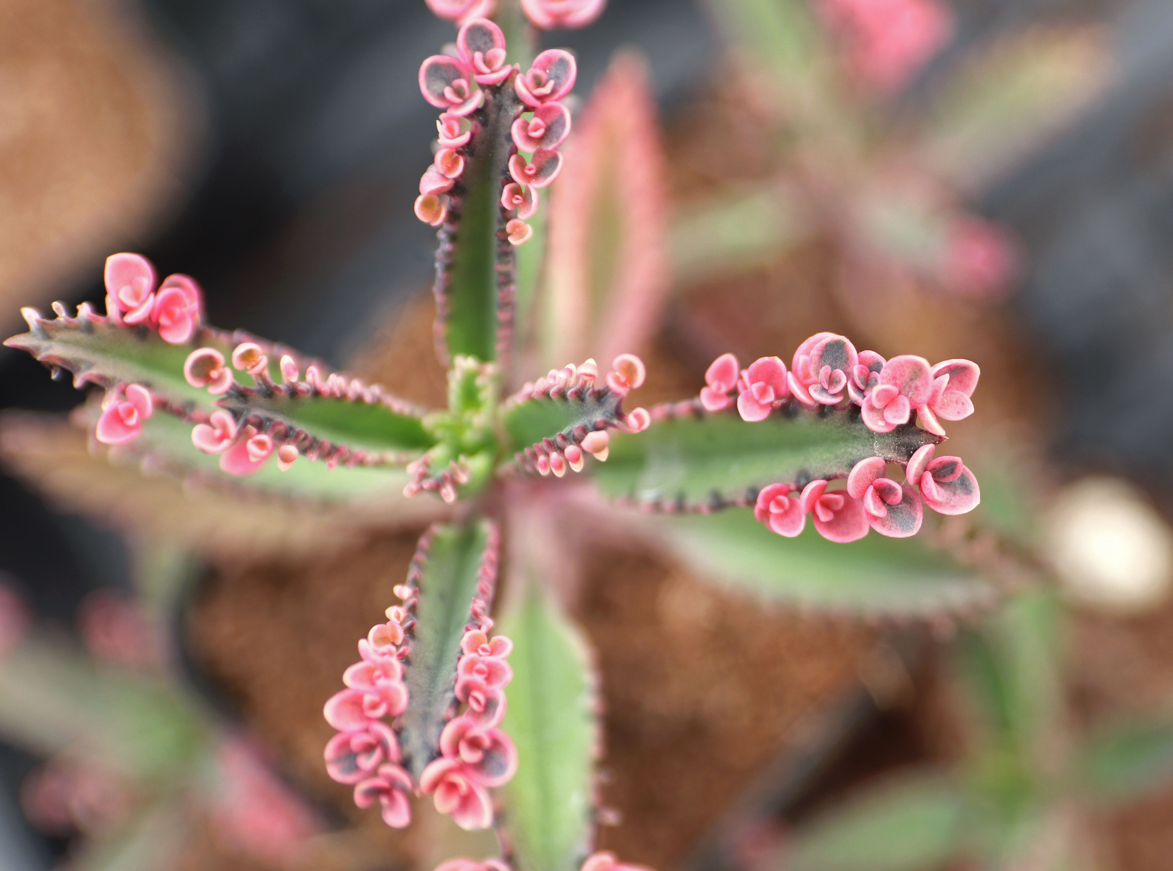 Closeup of a leaf of 'Pink Butterflies'