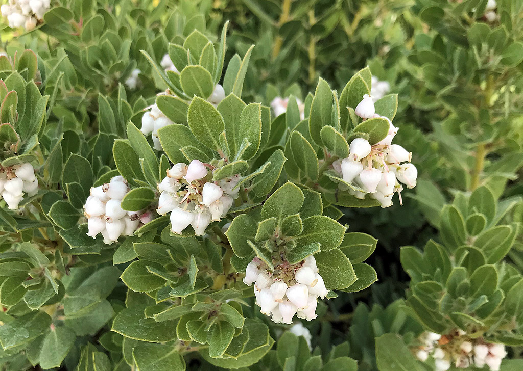 Arctostaphylos pumila &ndash; Sandmat Manzanita