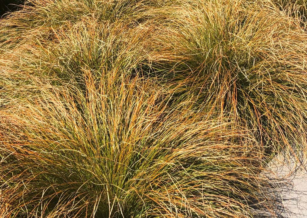 Carex testacea &ndash; Orange Sedge
