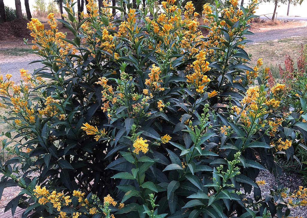 Cestrum aurantiacum 'Orange Zest' &ndash; Jessamine