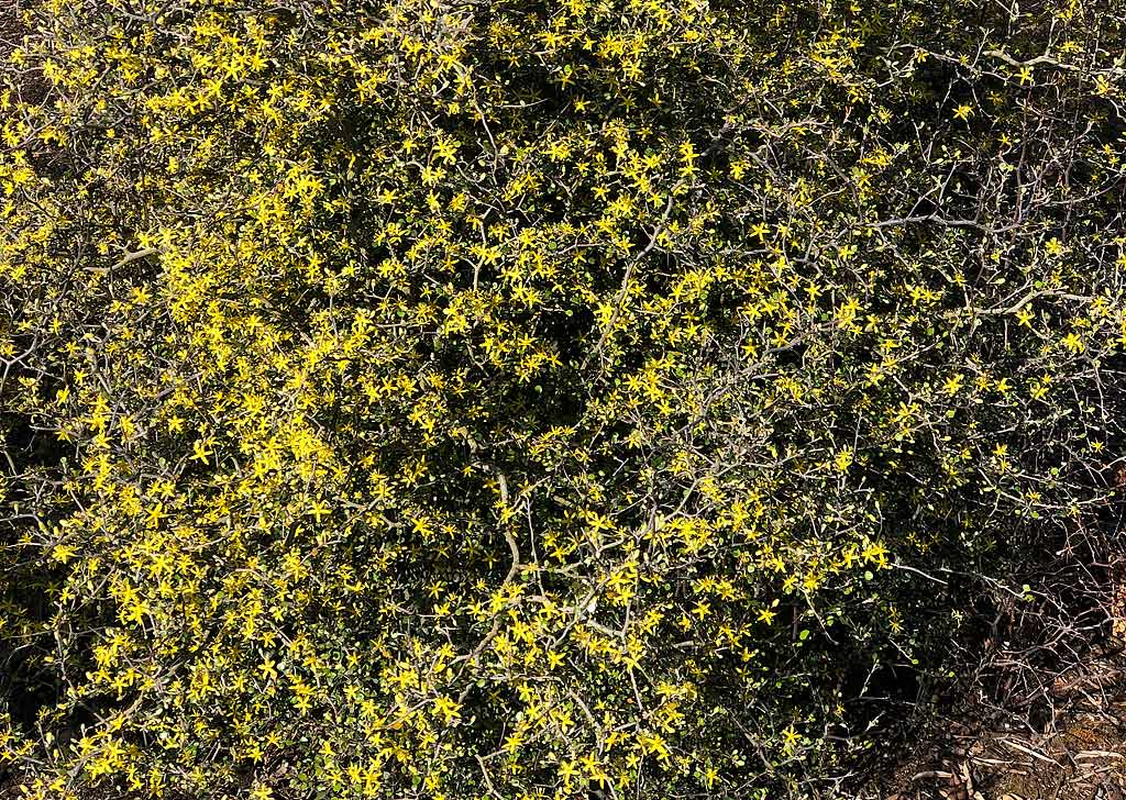Corokia cotoneaster &ndash; Wire Netting Bush