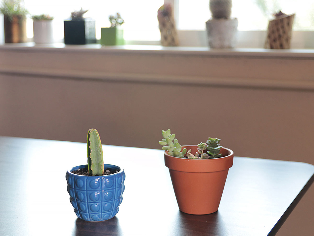Succulent Cuttings