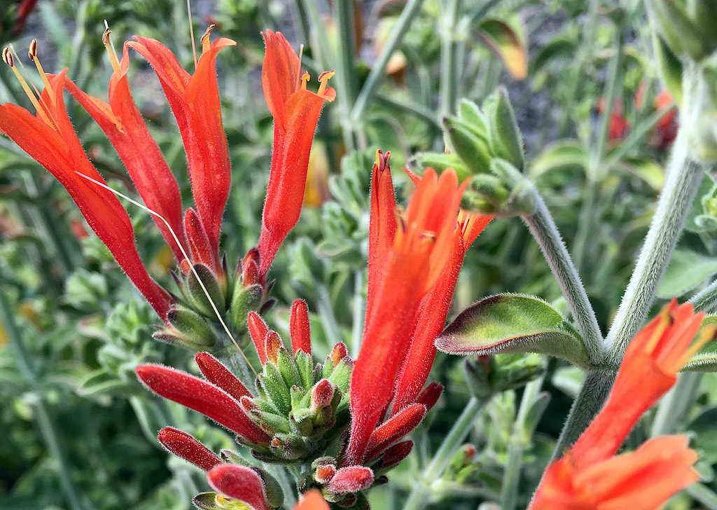 Dicliptera suberecta &ndash; Hummingbird Plant