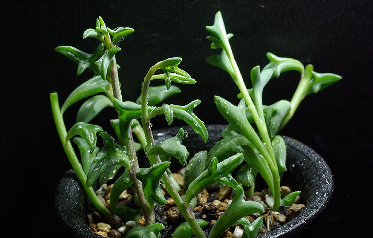 String of Dolphins Plant
