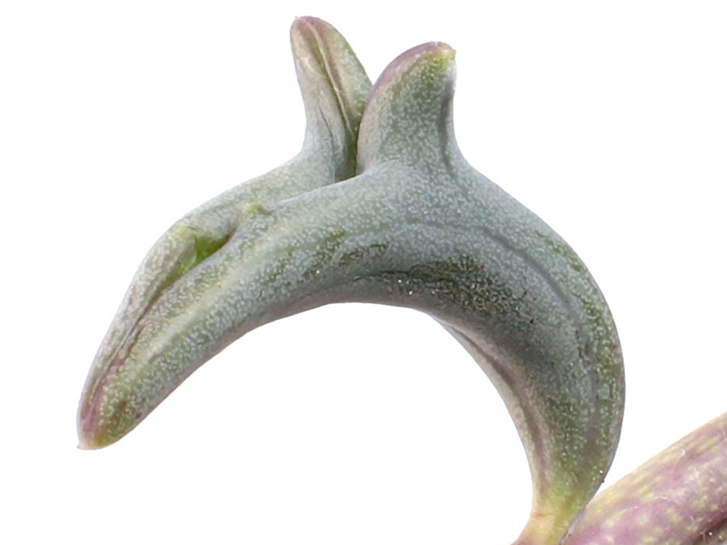 Dolphin Plant Leaves