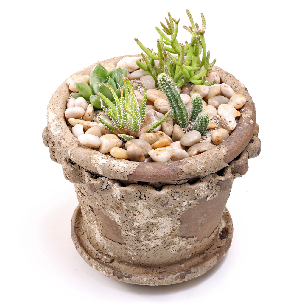 Haworthia, Rhipsalis, and Cactus with natural river rocks