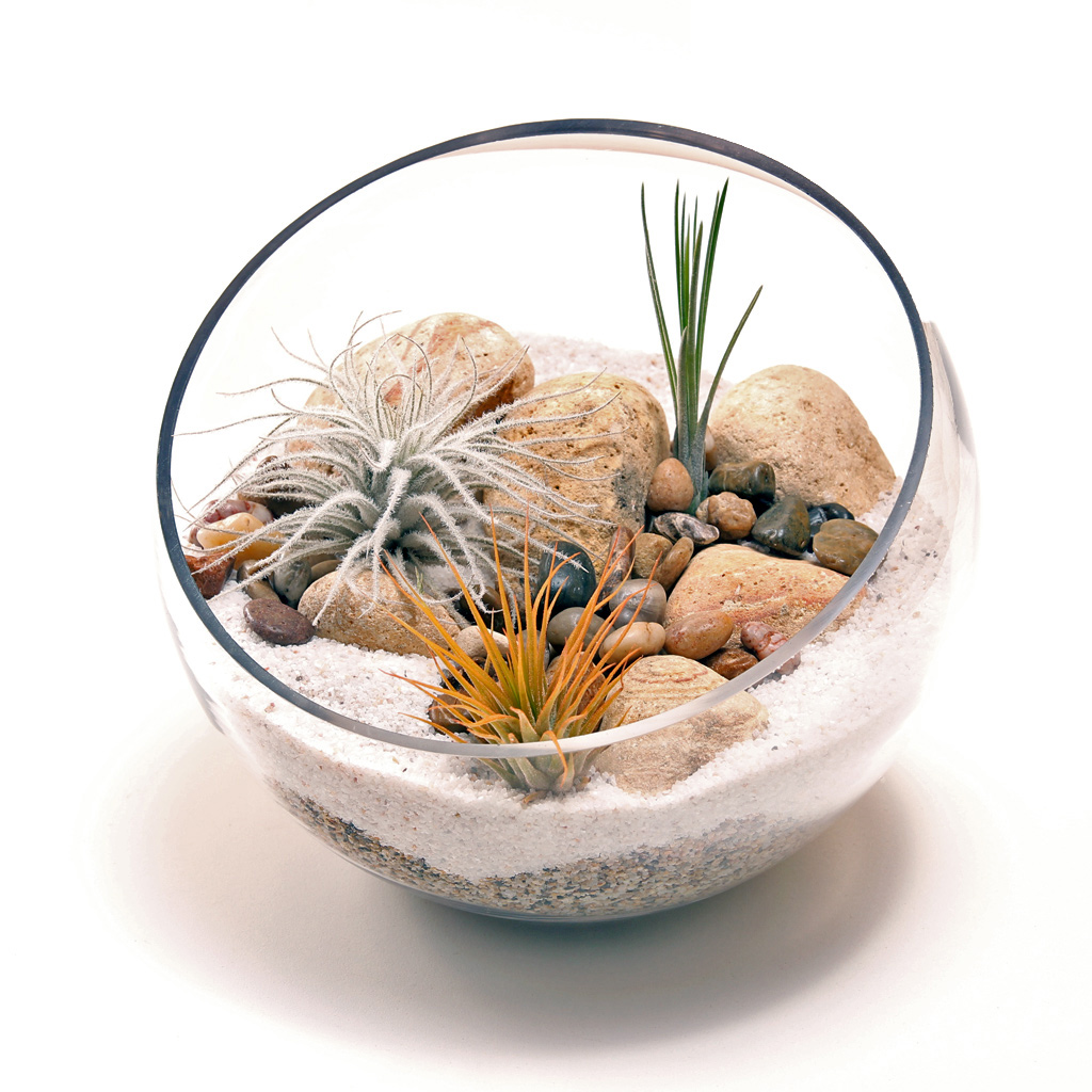 Air plants in terrarium with river rocks