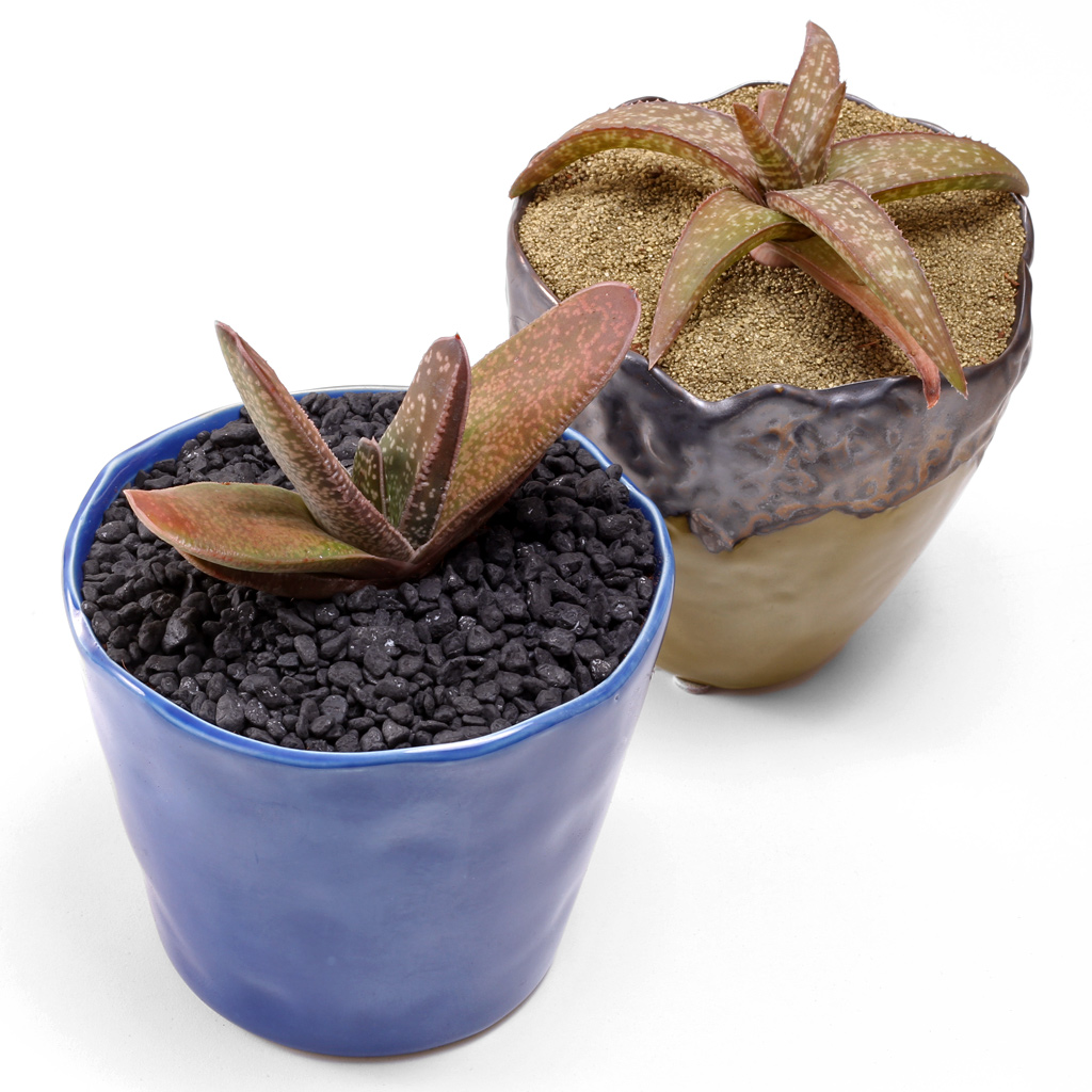 Gasteria and Gasteraloe with top dressings