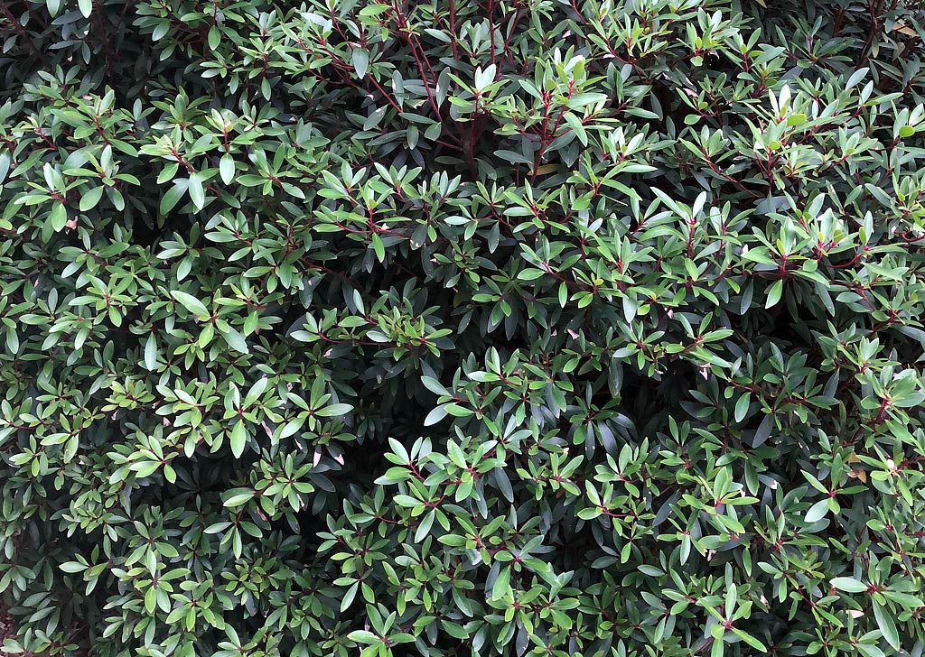 Drimys lanceolata &ndash; Pepper Tree