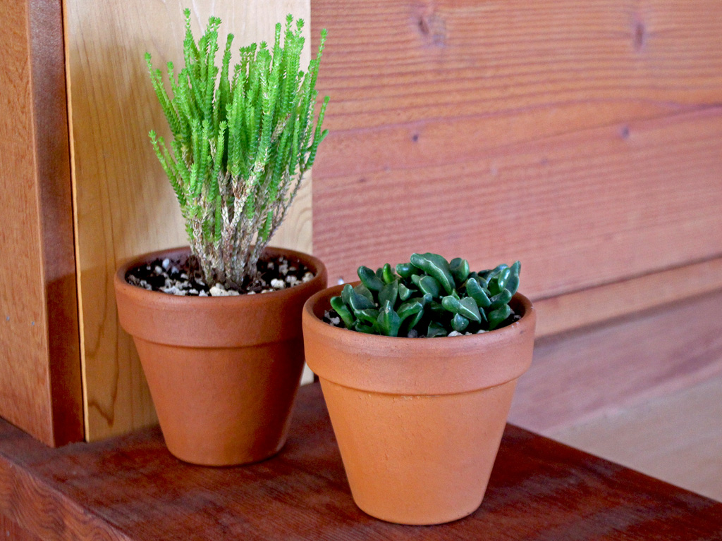 Indoor succulents in pots.