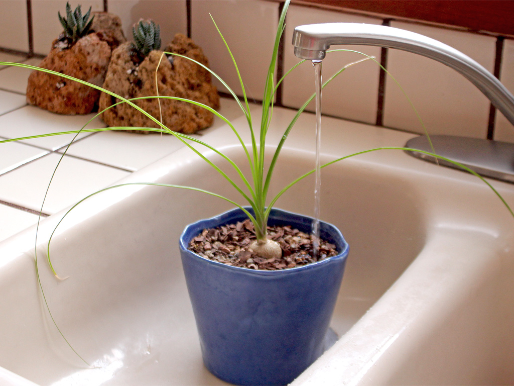 A succulent being watered in a sink.
