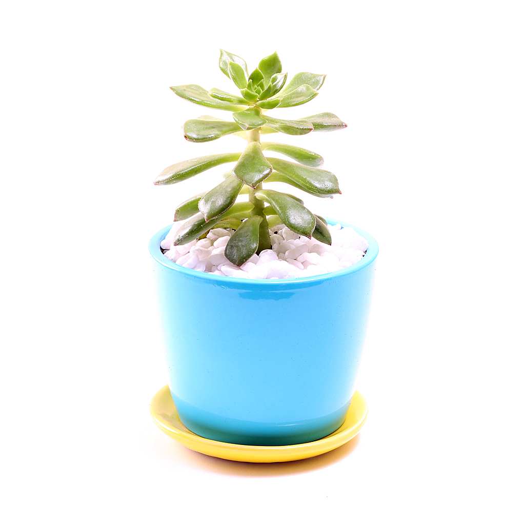 Sedeveria 'Letizia'