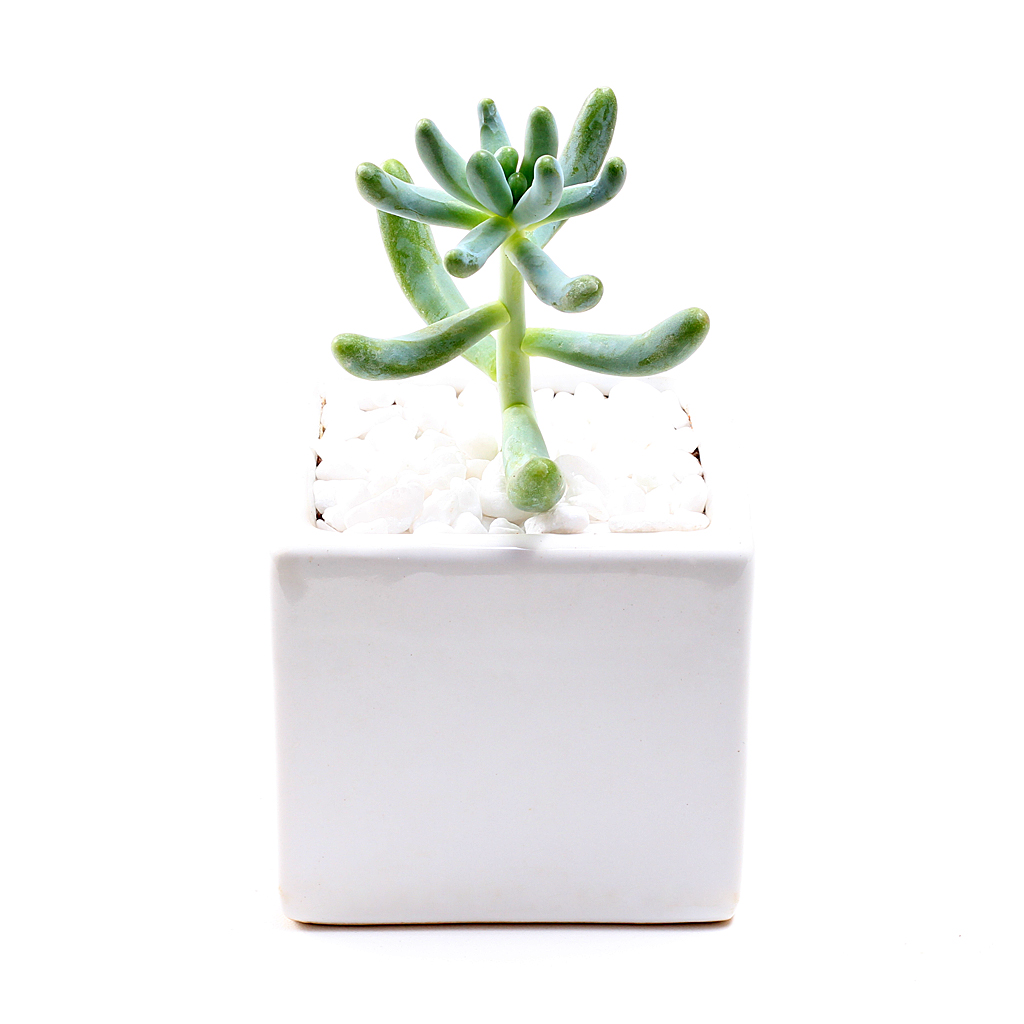Sedum pachyphyllum