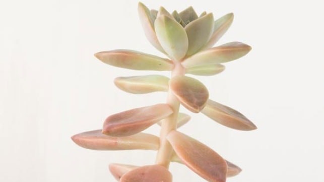 An etiolated plant.
