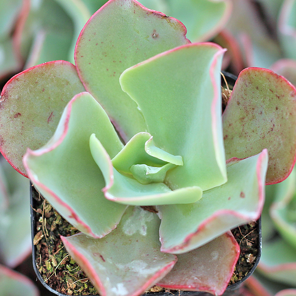 Echeveria 'Giant Blue'