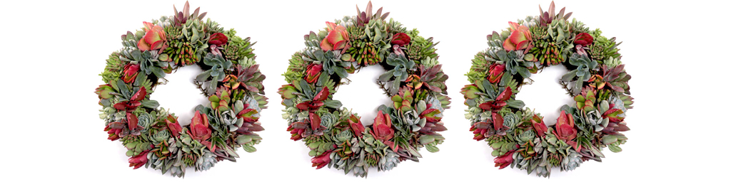 Wreath Forms Planted with Succulent Plugs