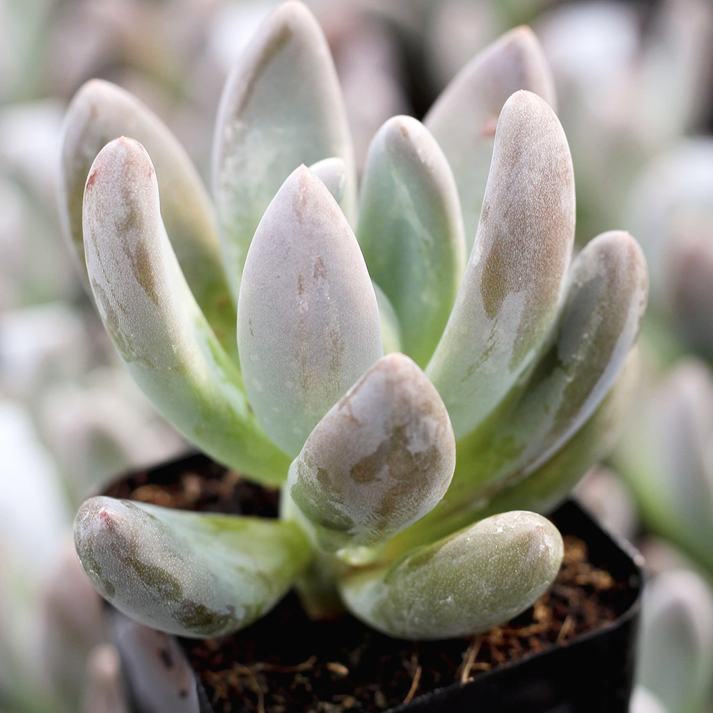 Echeveria haagai 'Tolimanensis'
