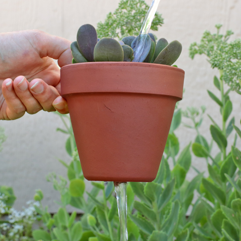 Senecio jacobsenii (Trailing Jade) with Bonsai Jack Soil showing water running out