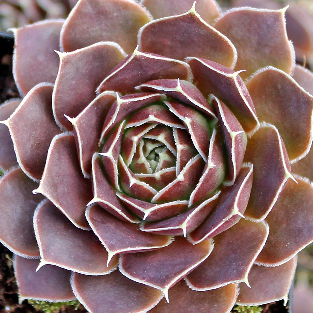 Sempervivum heuffelii 'Aphrodite'