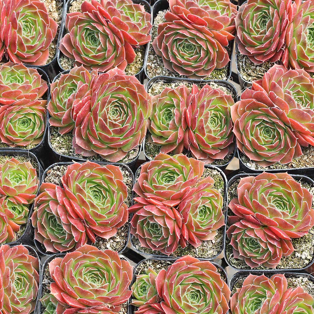 Sempervivum heuffelii 'Milady' with offsets