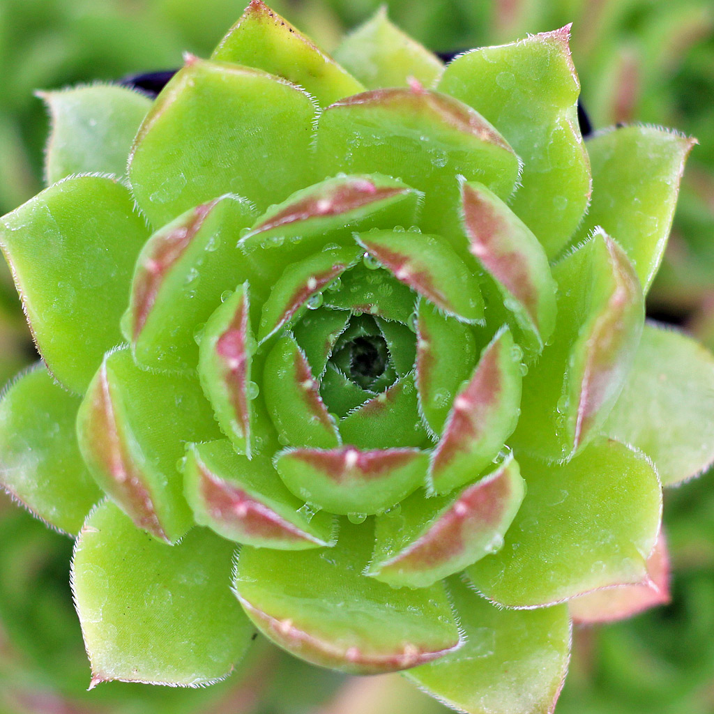 Sempervivum heuffelii 'Fandango'