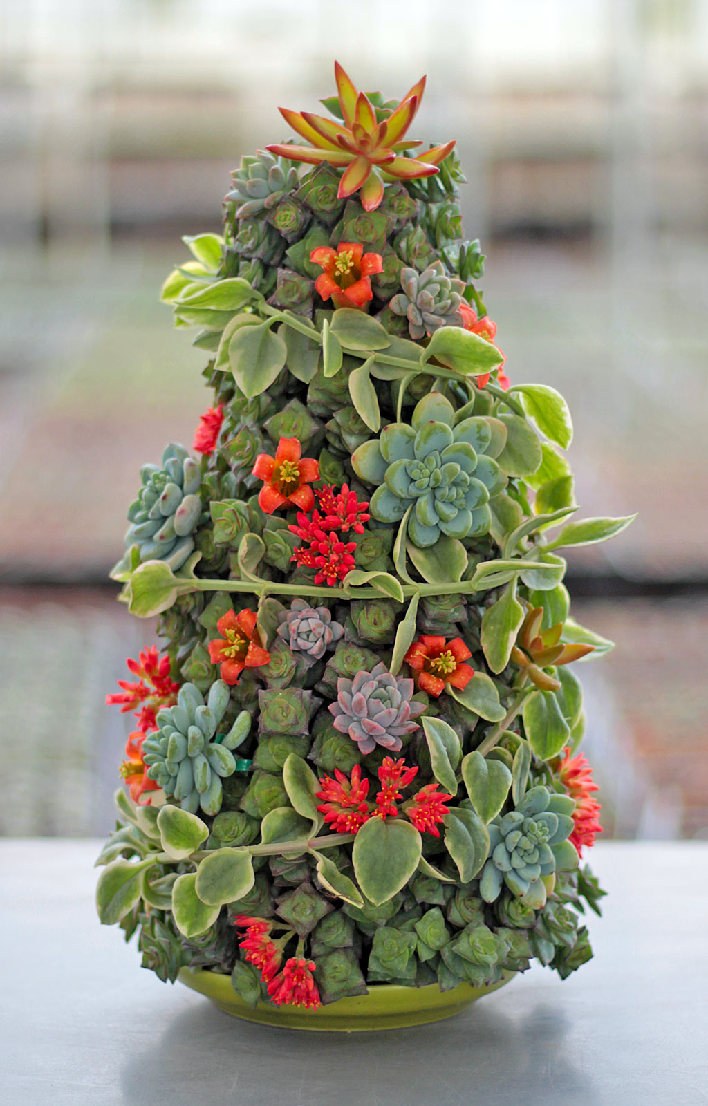 Tree made from succulent cuttings