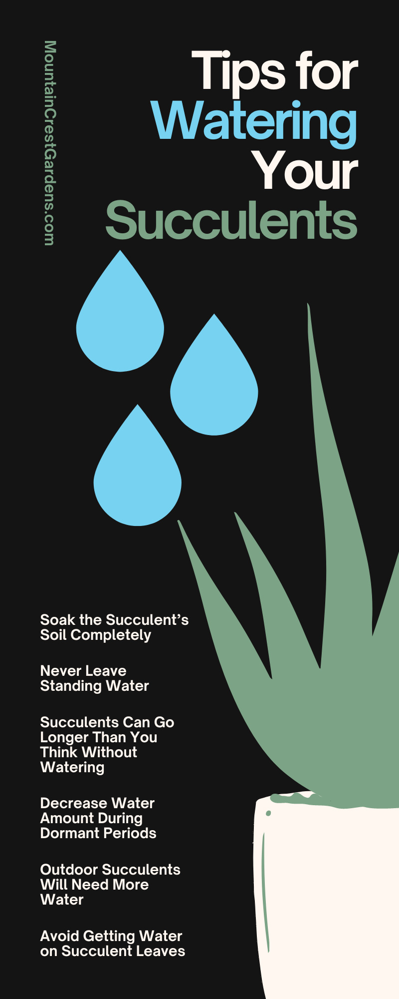 Soak the soil completely. Never leave standing water. Succulents can go longer than you think without watering. Decrease water during dormant periods. Outdoor succulents need more water. Avoid watering succulent leaves.