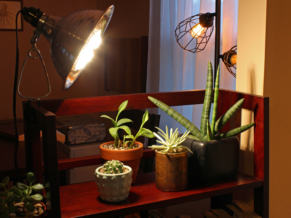 More Indoor Succulents with LED Grow Light