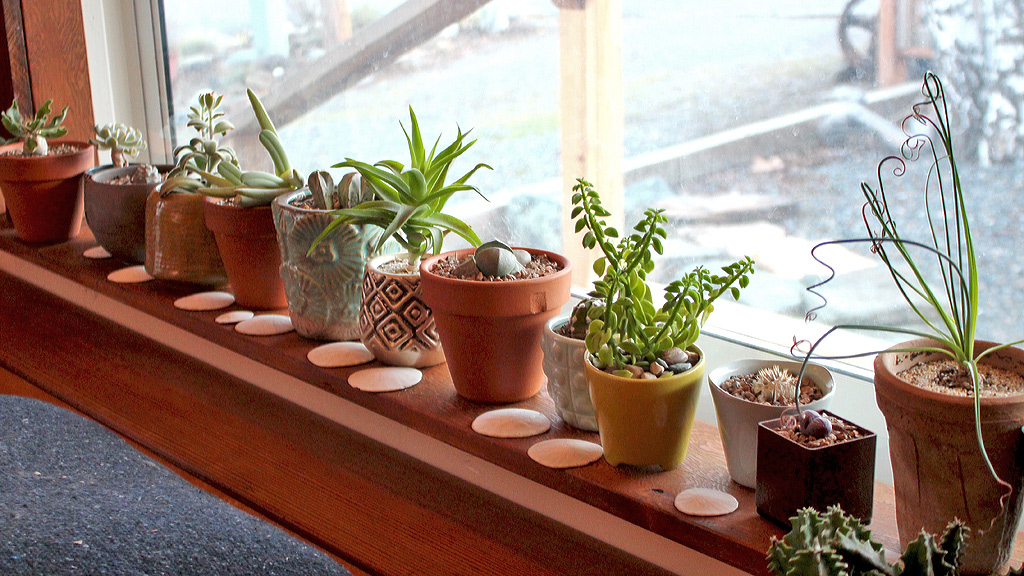 Indoor Succulents in a window