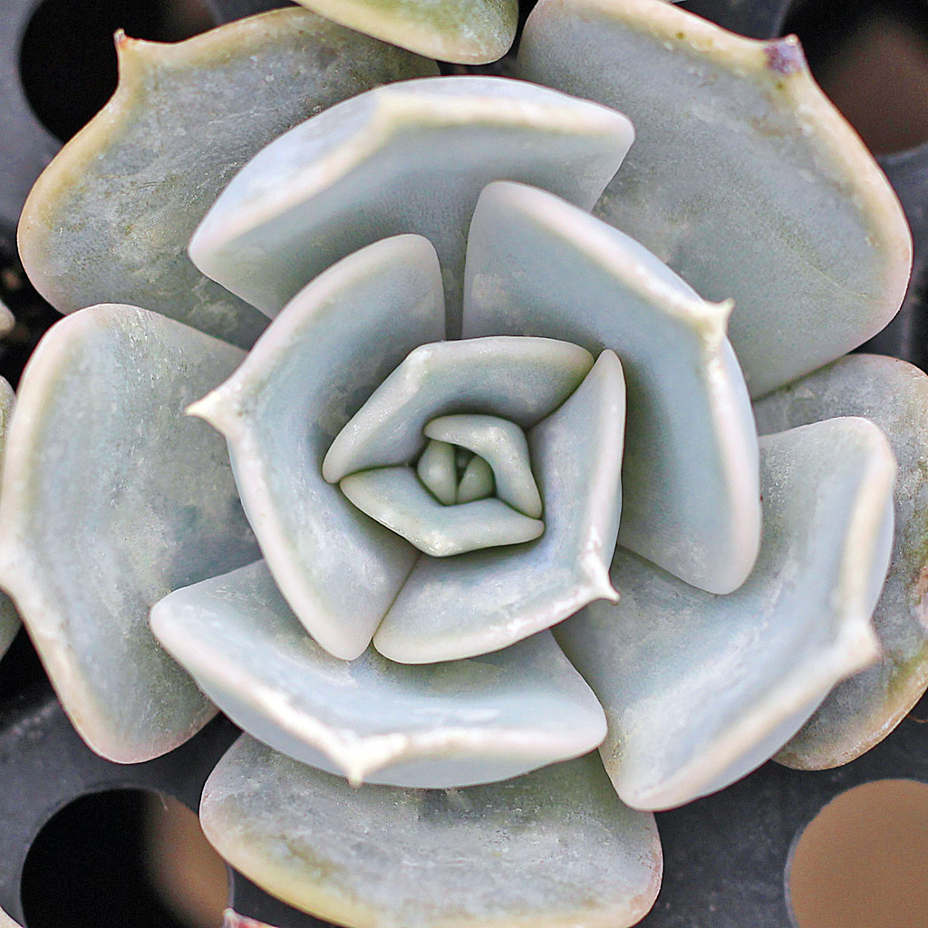 Echeveria lilacina 'Ghost Echeveria'
