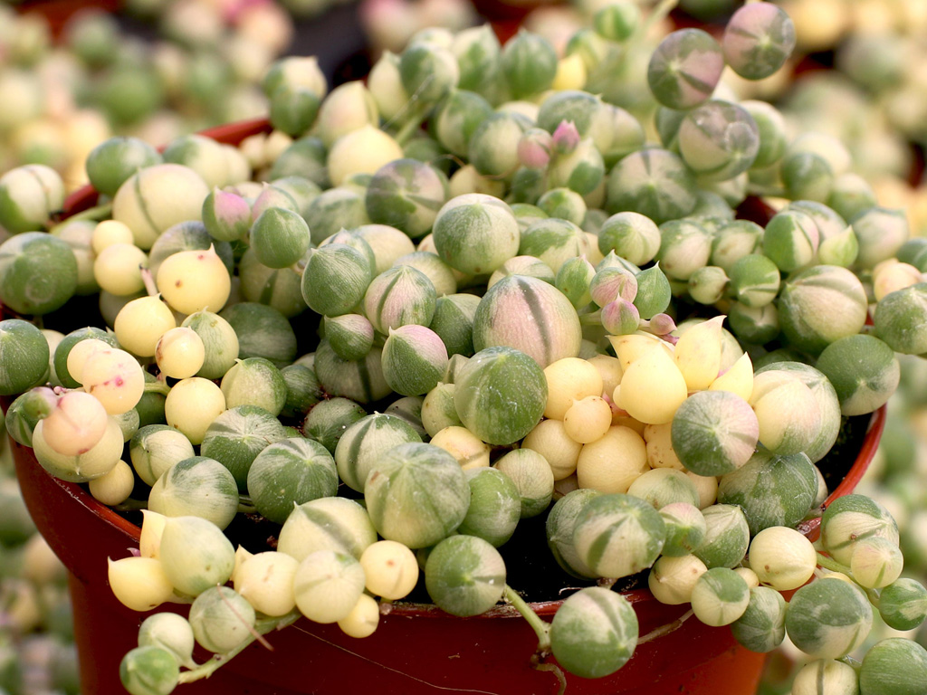 Variegated String of Pearls for sale A photo of Variegated String of Pearls