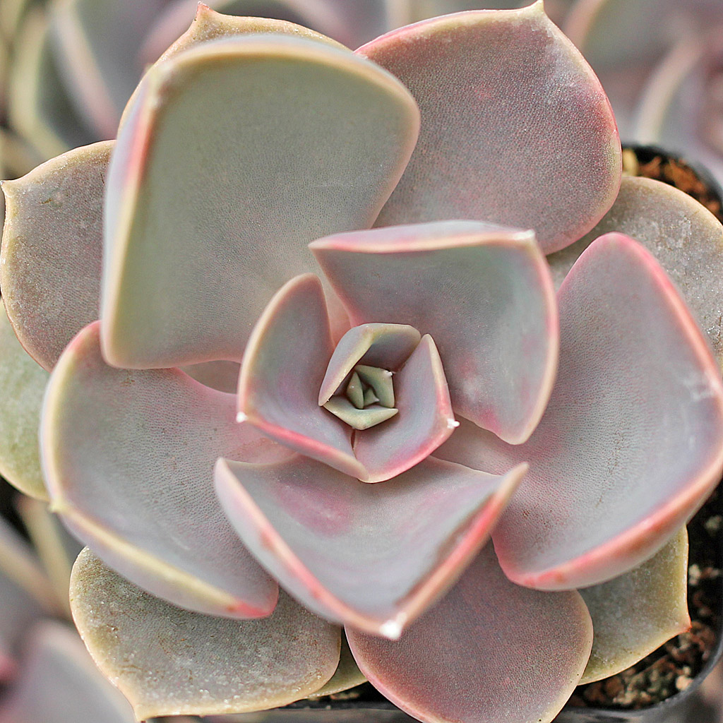 Echeveria 'Perle von Nurnberg'